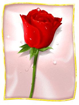une rose